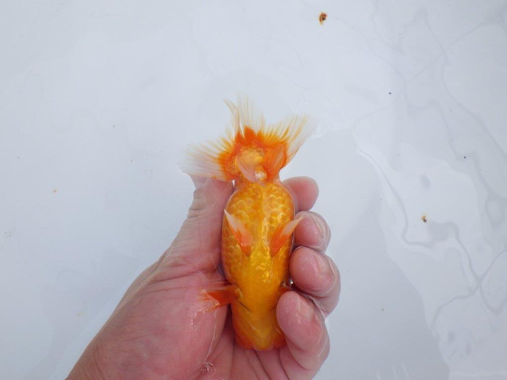 【 志摩紅鱗会所属ブリーダーY様 当歳らんちゅう】綺麗な柄の更紗らんちゅう! 約12,5㎝  オス?