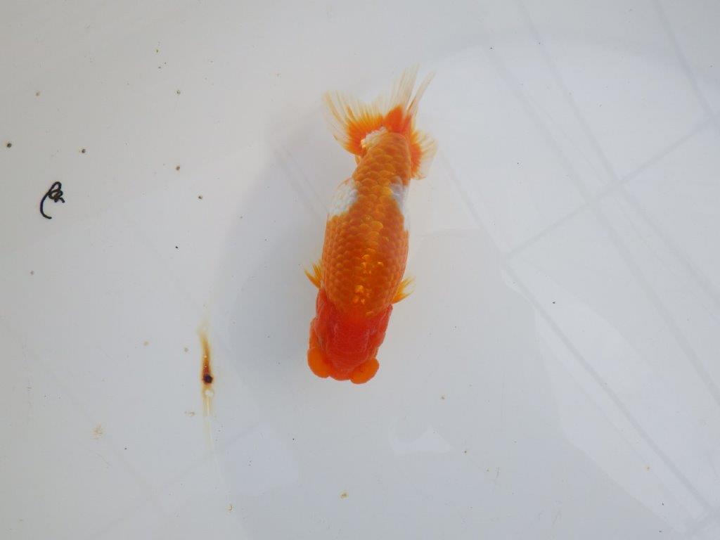 【 志摩紅鱗会所属ブリーダーY様 当歳らんちゅう】綺麗な柄の更紗らんちゅう! 約12,5㎝  オス?