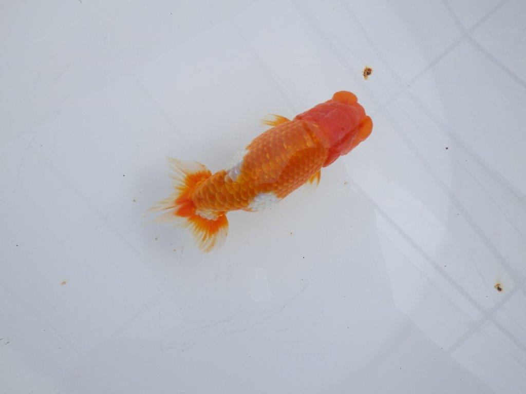 【 志摩紅鱗会所属ブリーダーY様 当歳らんちゅう】綺麗な柄の更紗らんちゅう! 約12,5㎝  オス?