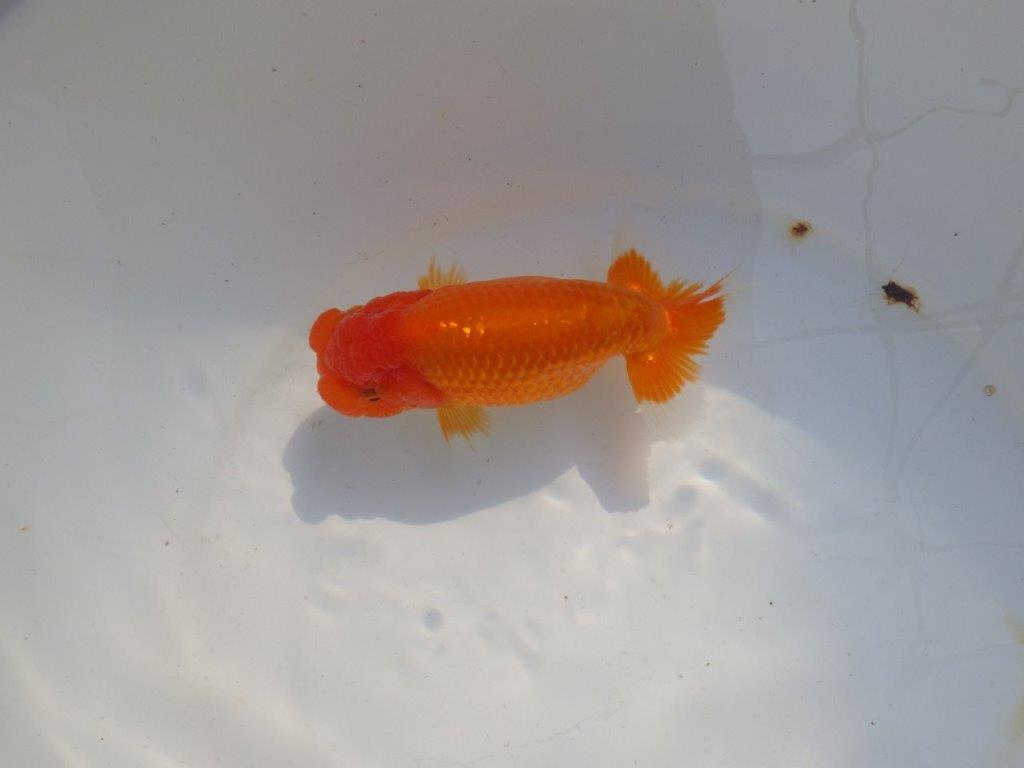 【 志摩紅鱗会所属ブリーダー様 当歳らんちゅう】雰囲気が良い! 約13,5㎝  メス?