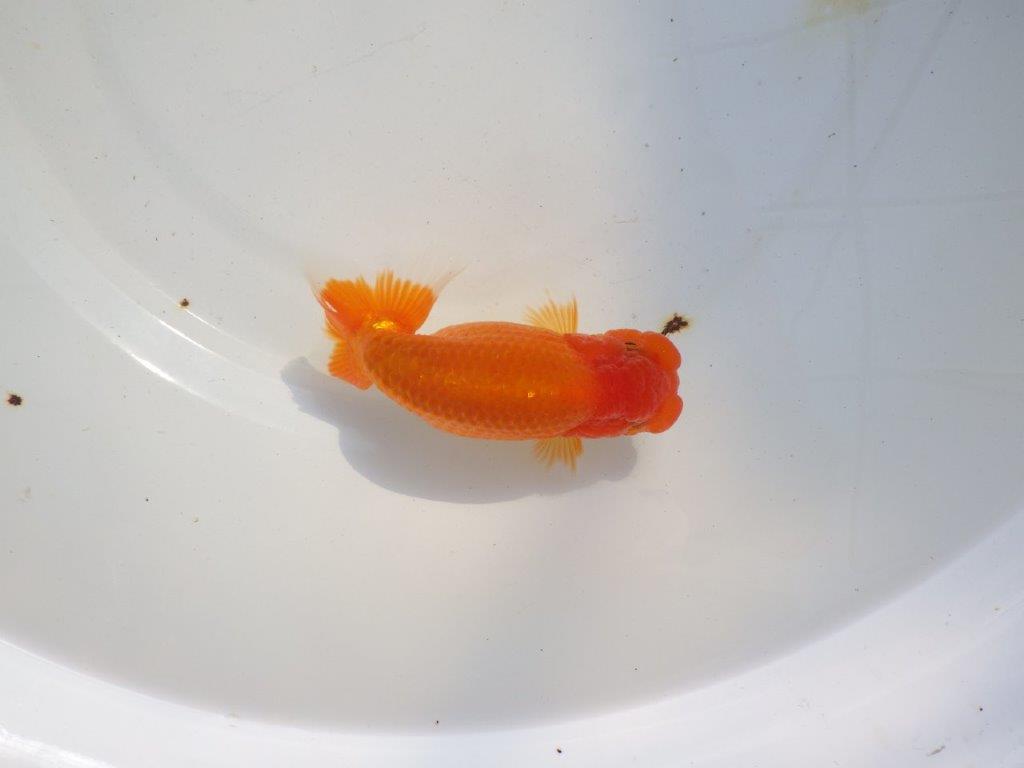 【 志摩紅鱗会所属ブリーダー様 当歳らんちゅう】雰囲気が良い! 約13,5㎝  メス?