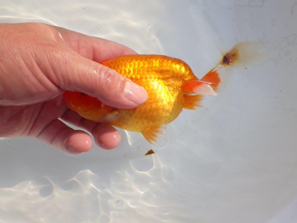 【 志摩紅鱗会所属ブリーダー様 当歳らんちゅう】雰囲気が良い! 約13,5㎝  メス?