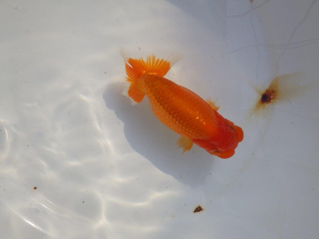 【 志摩紅鱗会所属ブリーダー様 当歳らんちゅう】雰囲気が良い! 約13,5㎝  メス?