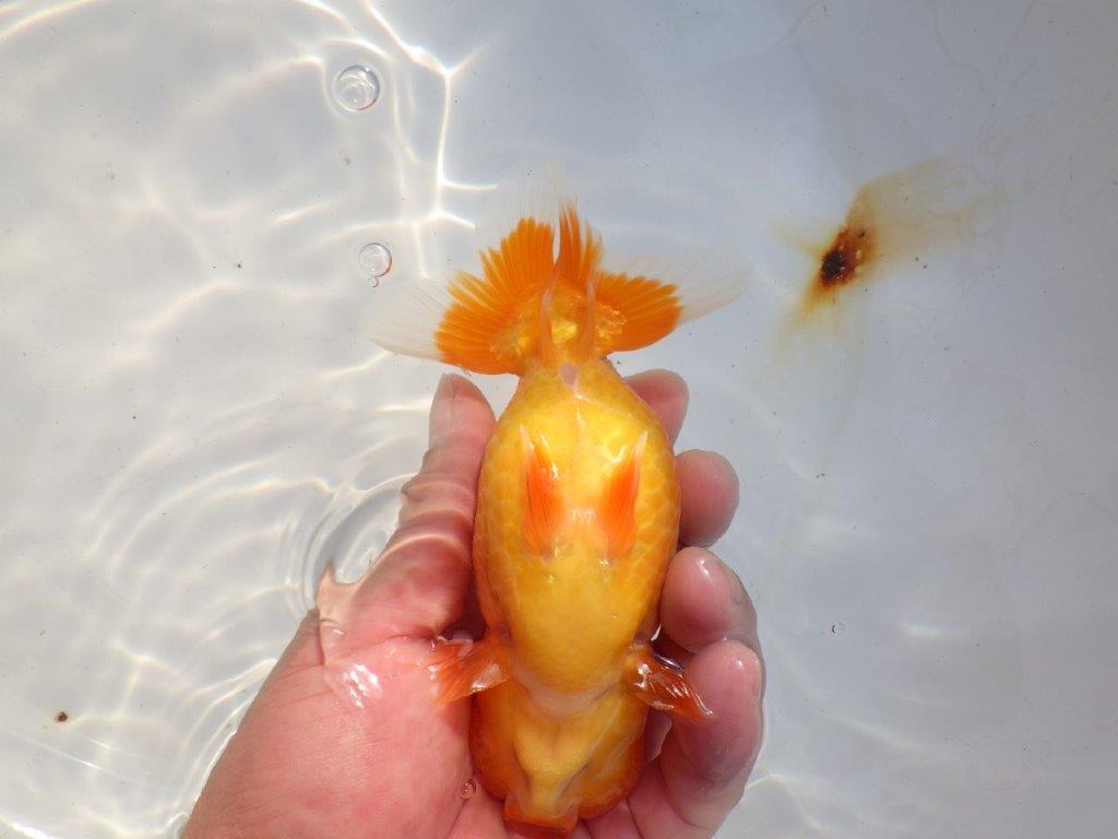 【 志摩紅鱗会所属ブリーダー様 当歳らんちゅう】雰囲気が良い! 約13,5㎝  メス?