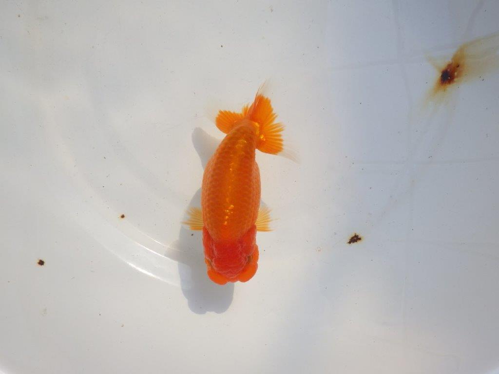 【 志摩紅鱗会所属ブリーダー様 当歳らんちゅう】雰囲気が良い! 約13,5㎝  メス?