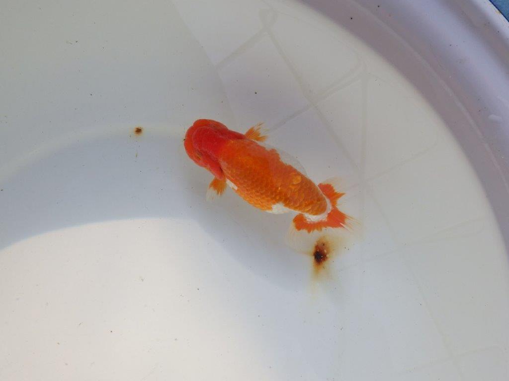 【 志摩紅鱗会所属ブリーダー様 当歳らんちゅう】色艶が良い! 約14㎝  オス?