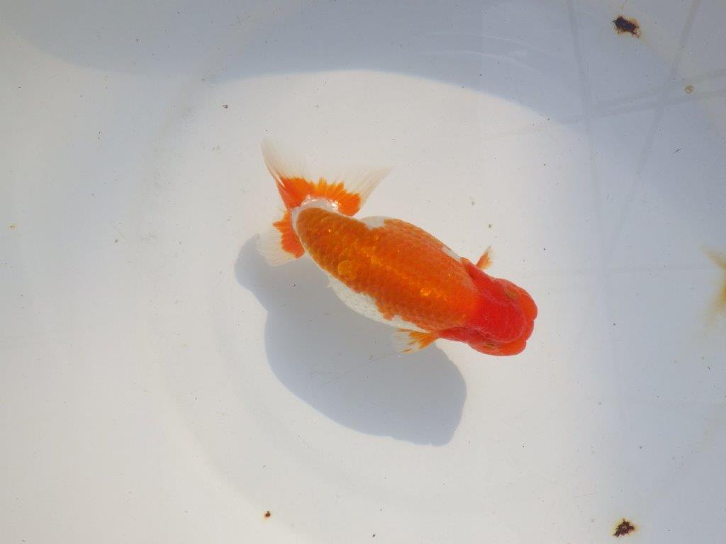 【 志摩紅鱗会所属ブリーダー様 当歳らんちゅう】色艶が良い! 約14㎝  オス?