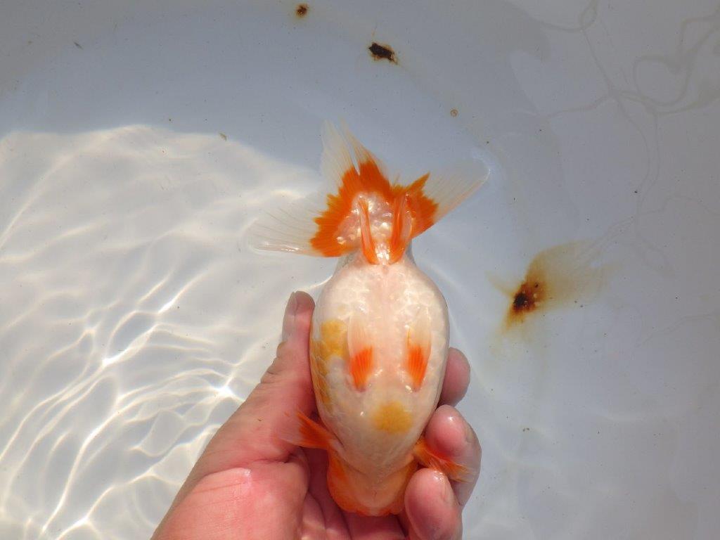 【 志摩紅鱗会所属ブリーダー様 当歳らんちゅう】色艶が良い! 約14㎝  オス?