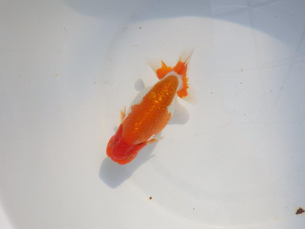 【 志摩紅鱗会所属ブリーダー様 当歳らんちゅう】色艶が良い! 約14㎝  オス?