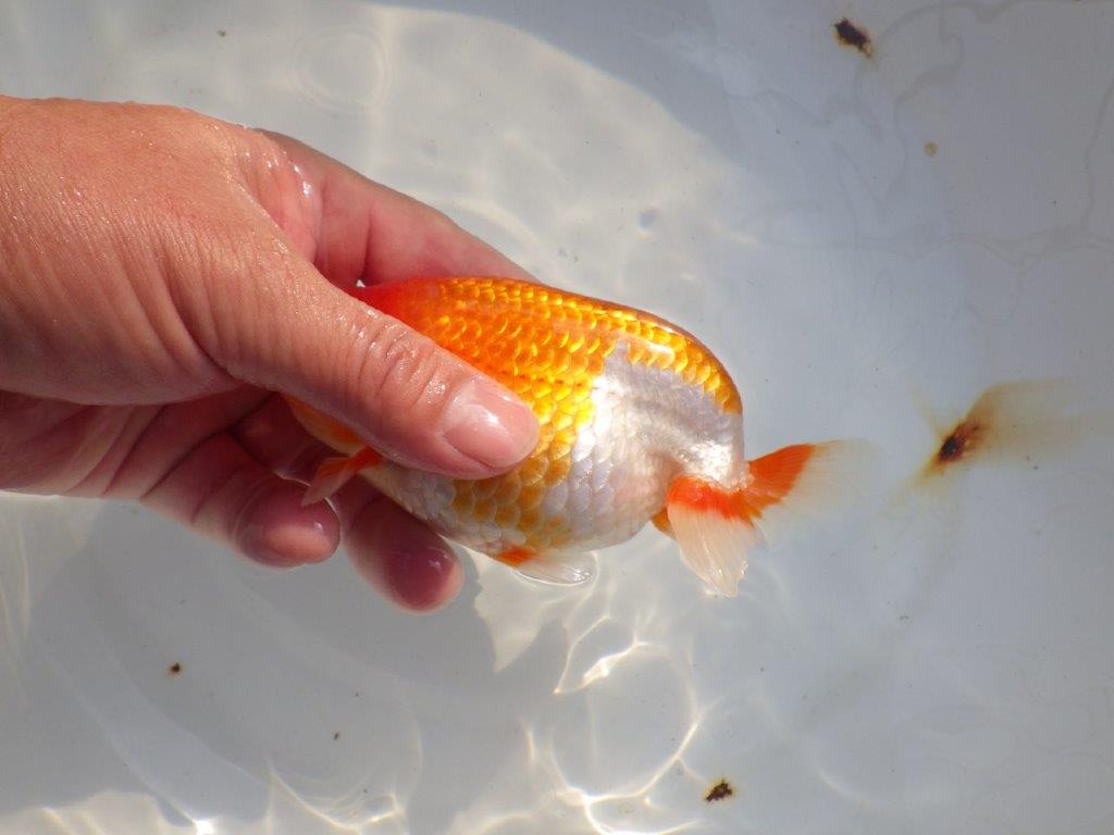 【 志摩紅鱗会所属ブリーダー様 当歳らんちゅう】色艶が良い! 約14㎝  オス?