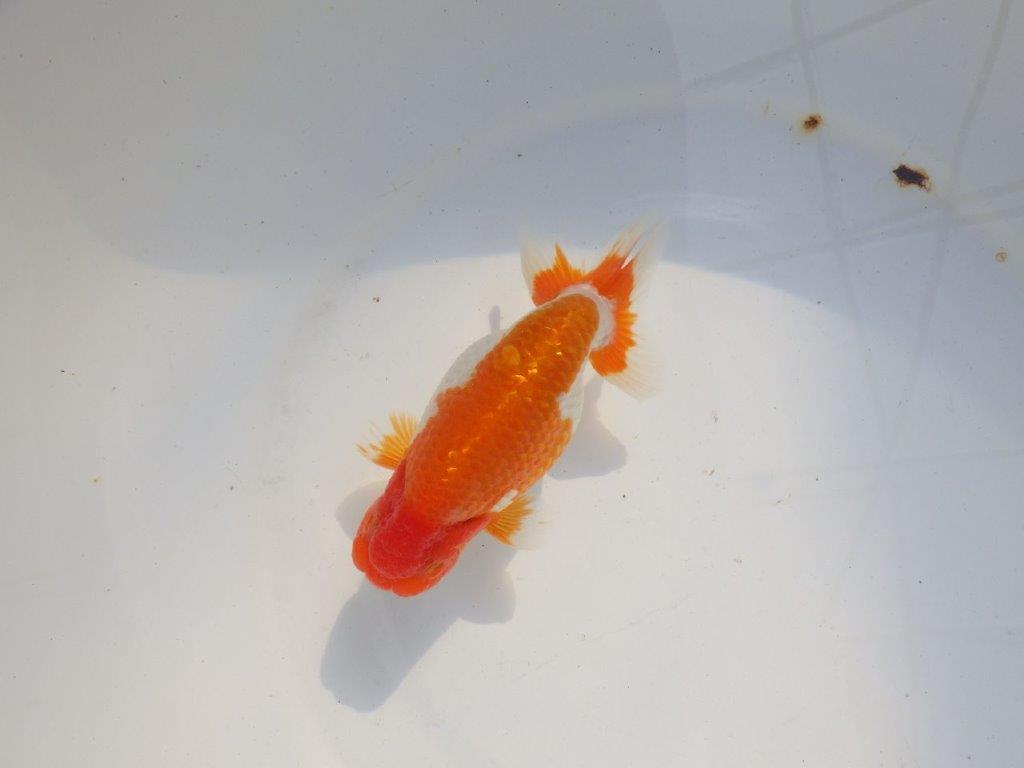 【 志摩紅鱗会所属ブリーダー様 当歳らんちゅう】色艶が良い! 約14㎝  オス?