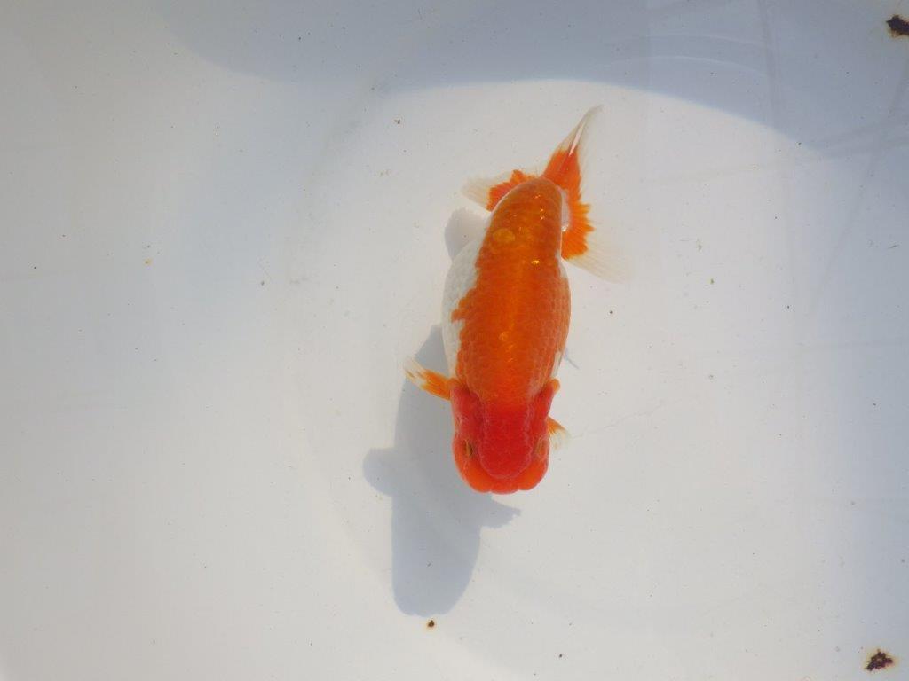 【 志摩紅鱗会所属ブリーダー様 当歳らんちゅう】色艶が良い! 約14㎝  オス?