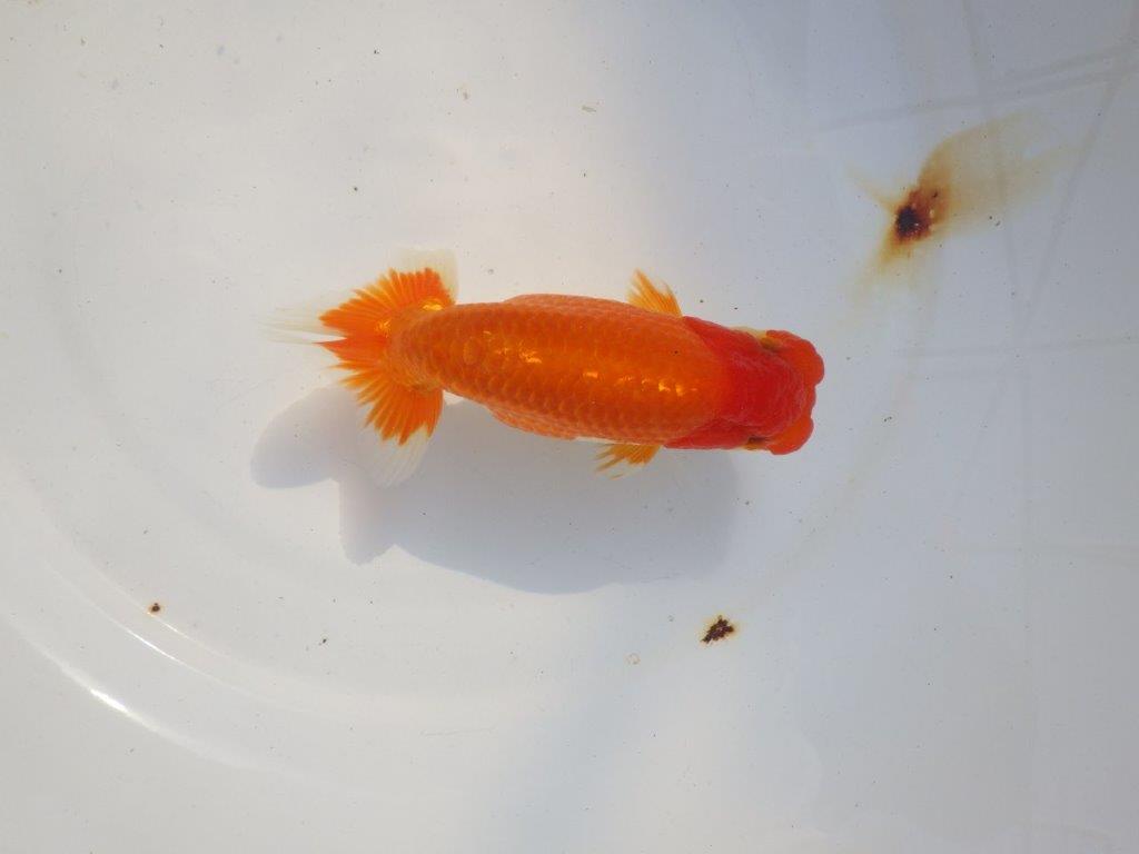 【 志摩紅鱗会所属ブリーダー様 当歳らんちゅう】二歳で勝負! 約14,5㎝ オス?