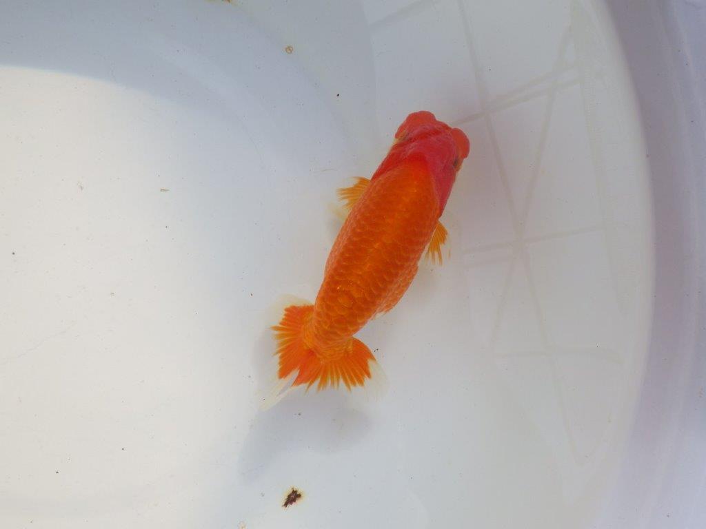 【 志摩紅鱗会所属ブリーダー様 当歳らんちゅう】二歳で勝負! 約14,5㎝ オス?