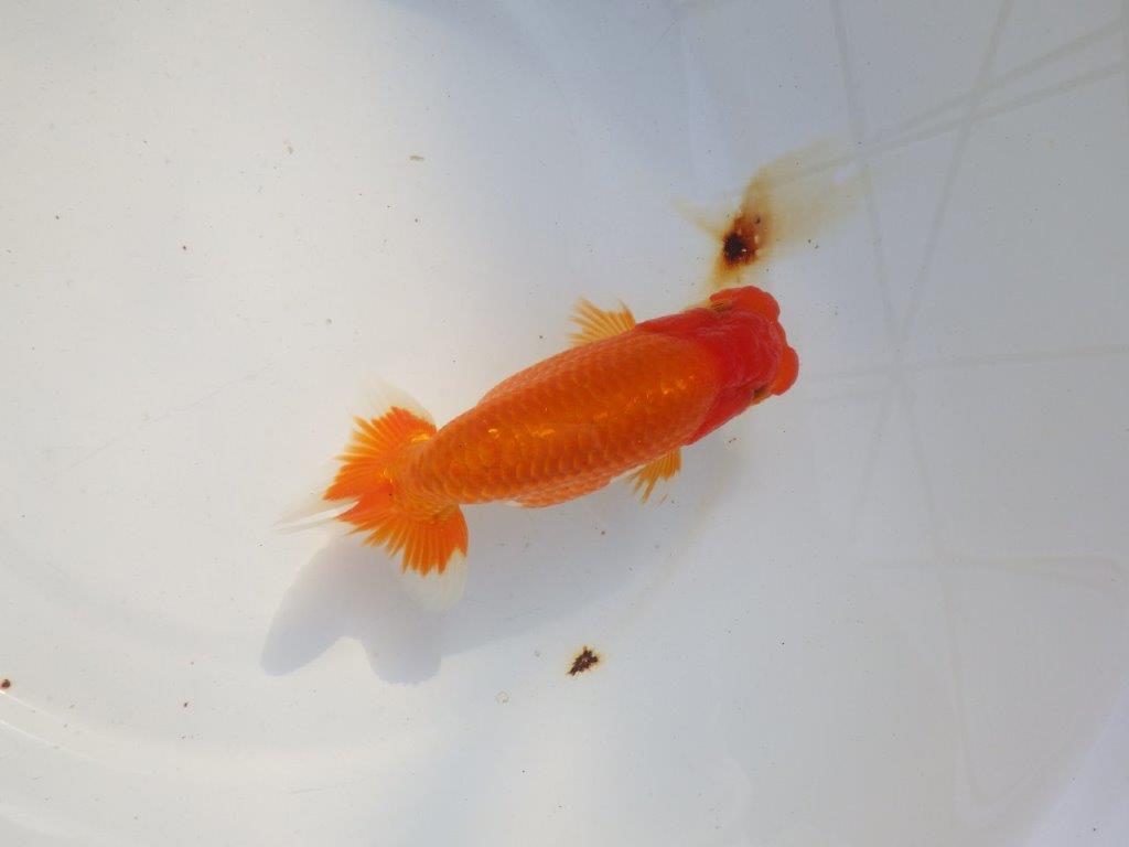 【 志摩紅鱗会所属ブリーダー様 当歳らんちゅう】二歳で勝負! 約14,5㎝ オス?