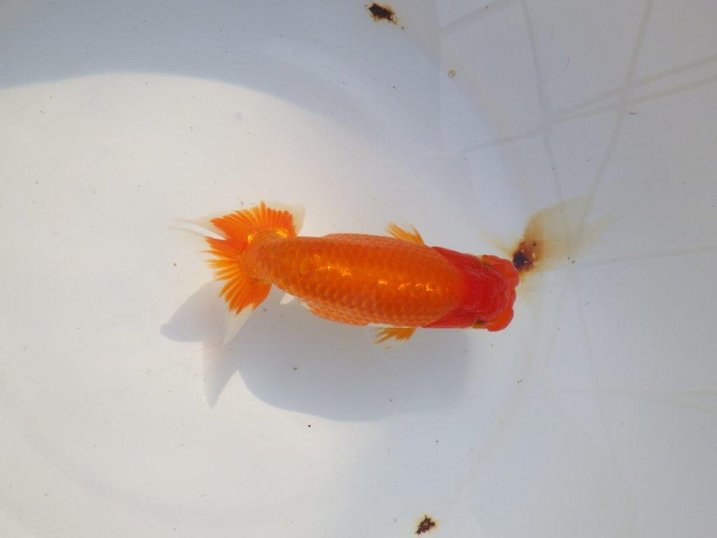 【 志摩紅鱗会所属ブリーダー様 当歳らんちゅう】二歳で勝負! 約14,5㎝ オス?