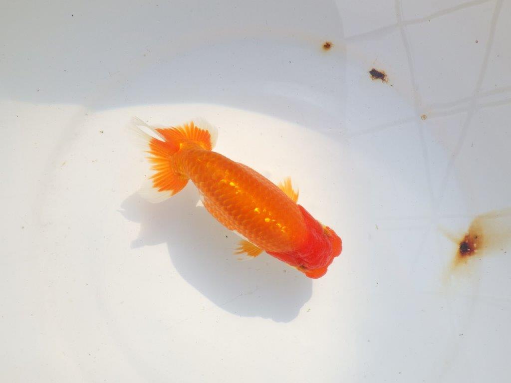 【 志摩紅鱗会所属ブリーダー様　当歳らんちゅう】二歳で勝負！　約14,5㎝  オス？の上身