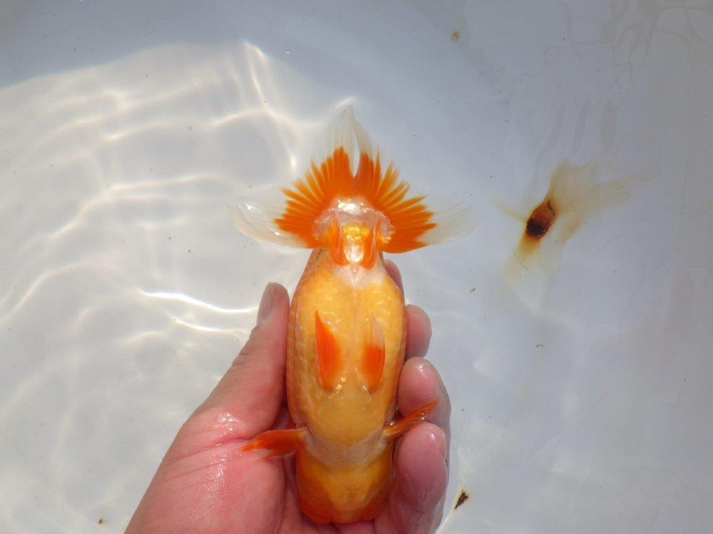 【 志摩紅鱗会所属ブリーダー様 当歳らんちゅう】二歳で勝負! 約14,5㎝ オス?