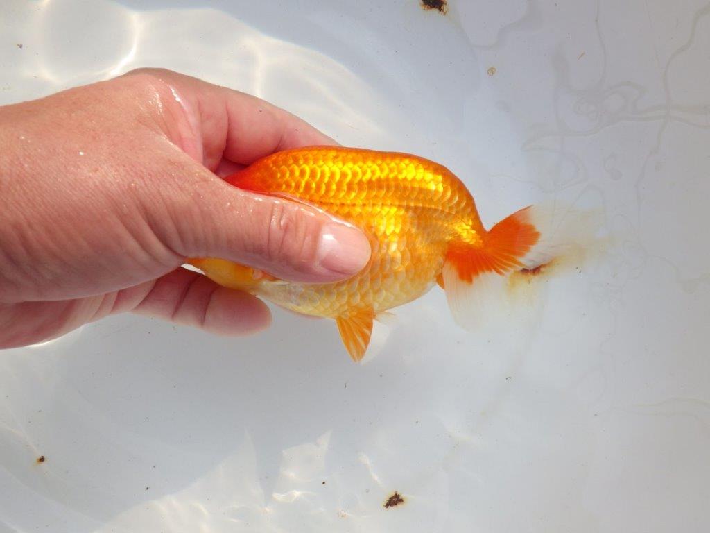 【 志摩紅鱗会所属ブリーダー様 当歳らんちゅう】二歳で勝負! 約14,5㎝ オス?