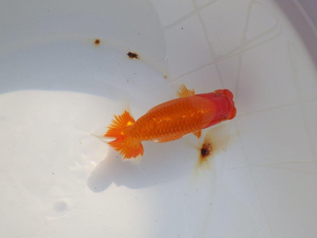 【 志摩紅鱗会所属ブリーダー様 当歳らんちゅう】二歳で勝負! 約14,5㎝ オス?