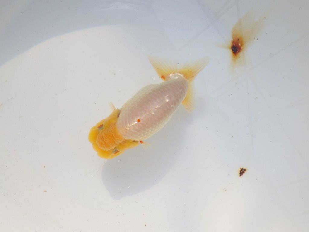 【 志摩紅鱗会所属ブリーダー様　当歳らんちゅう】飼い込みお勧め！　約14㎝  オス？