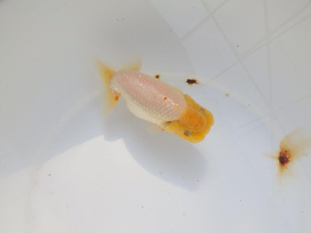 【 志摩紅鱗会所属ブリーダー様　当歳らんちゅう】飼い込みお勧め！　約14㎝  オス？の上身