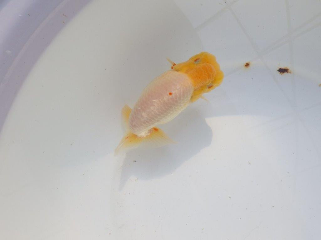 【 志摩紅鱗会所属ブリーダー様　当歳らんちゅう】飼い込みお勧め！　約14㎝  オス？