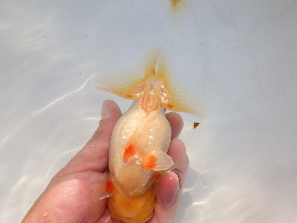 【 志摩紅鱗会所属ブリーダー様　当歳らんちゅう】飼い込みお勧め！　約14㎝  オス？