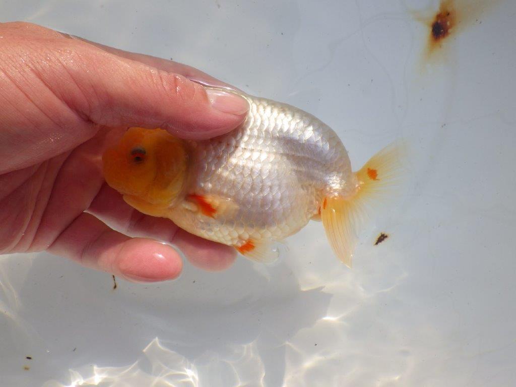 【 志摩紅鱗会所属ブリーダー様　当歳らんちゅう】飼い込みお勧め！　約14㎝  オス？