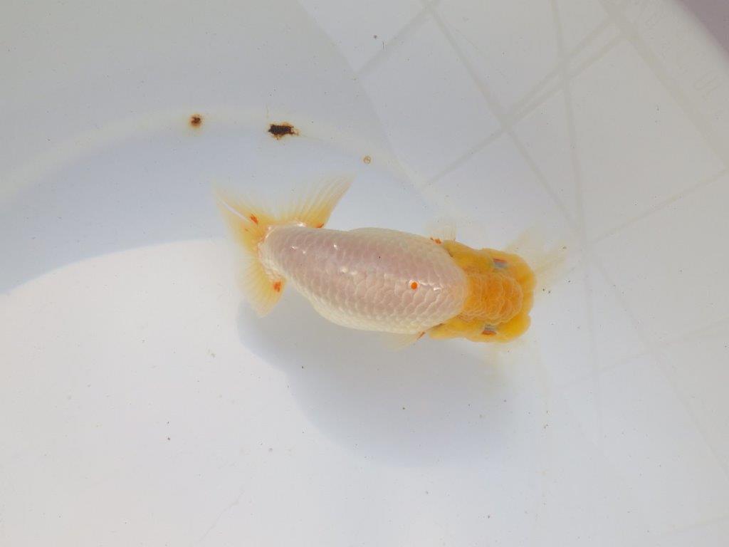 【 志摩紅鱗会所属ブリーダー様　当歳らんちゅう】飼い込みお勧め！　約14㎝  オス？