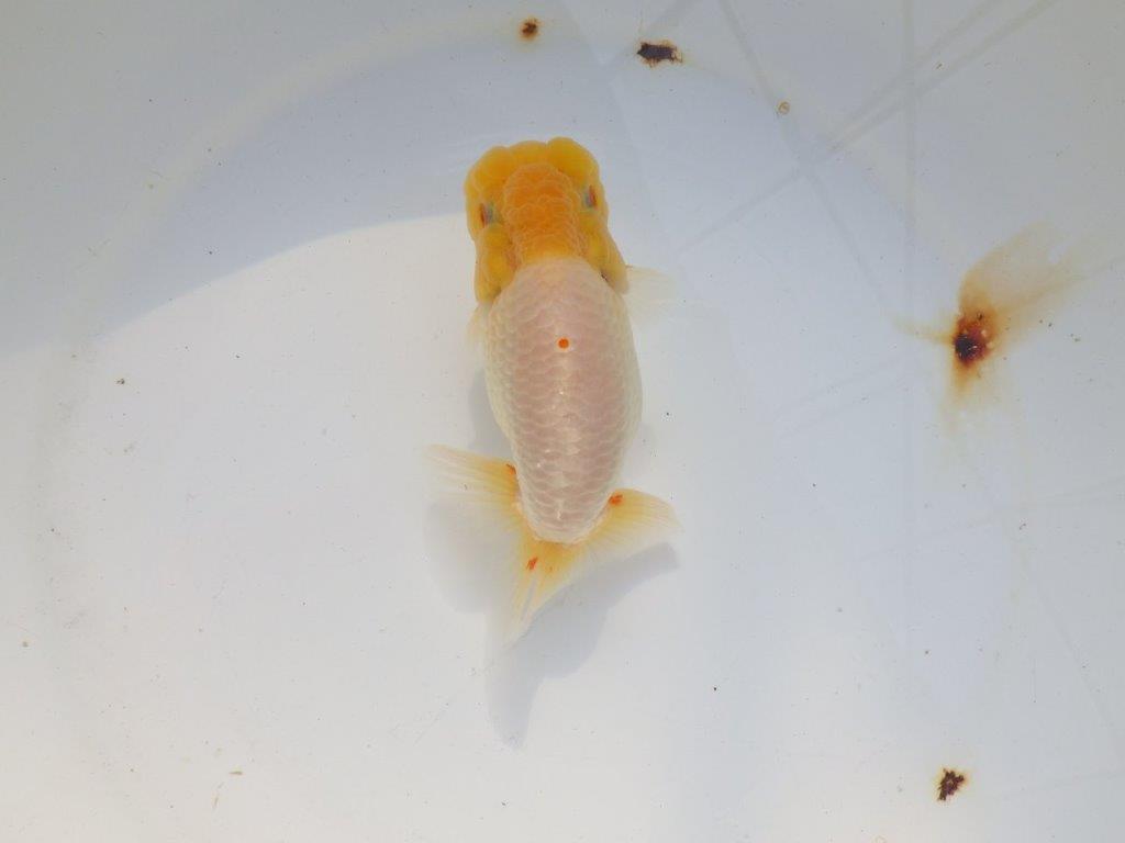 【 志摩紅鱗会所属ブリーダー様　当歳らんちゅう】飼い込みお勧め！　約14㎝  オス？