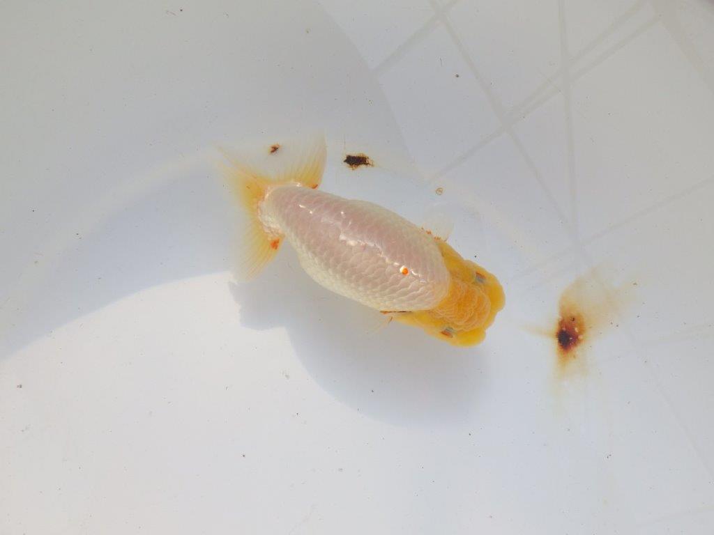 【 志摩紅鱗会所属ブリーダー様　当歳らんちゅう】飼い込みお勧め！　約14㎝  オス？