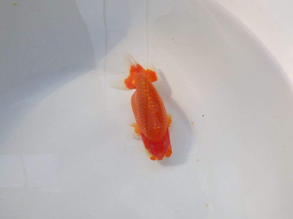 【 志摩紅鱗会所属ブリーダー様 当歳らんちゅう】目指せ品評大会! 約13㎝ オス?