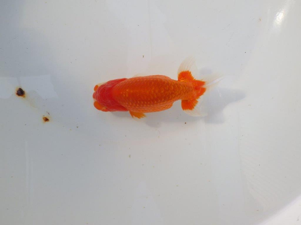 【 志摩紅鱗会所属ブリーダー様 当歳らんちゅう】目指せ品評大会! 約13㎝ オス?