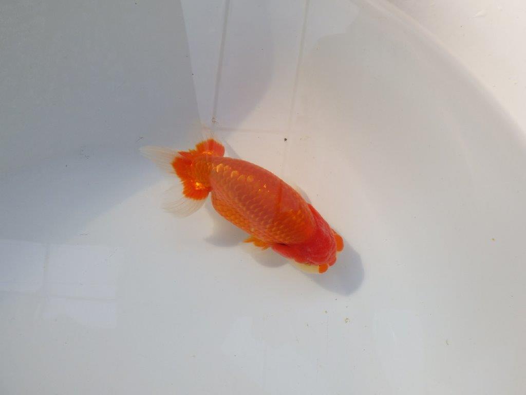 【 志摩紅鱗会所属ブリーダー様 当歳らんちゅう】目指せ品評大会! 約13㎝ オス?