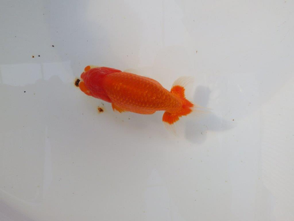 【 志摩紅鱗会所属ブリーダー様　当歳らんちゅう】目指せ品評大会！　約13㎝  オス？の上身