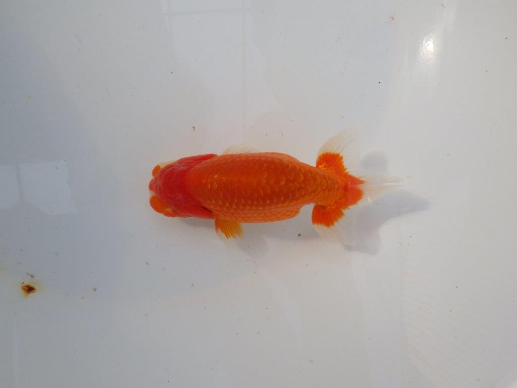 【 志摩紅鱗会所属ブリーダー様 当歳らんちゅう】目指せ品評大会! 約13㎝ オス?