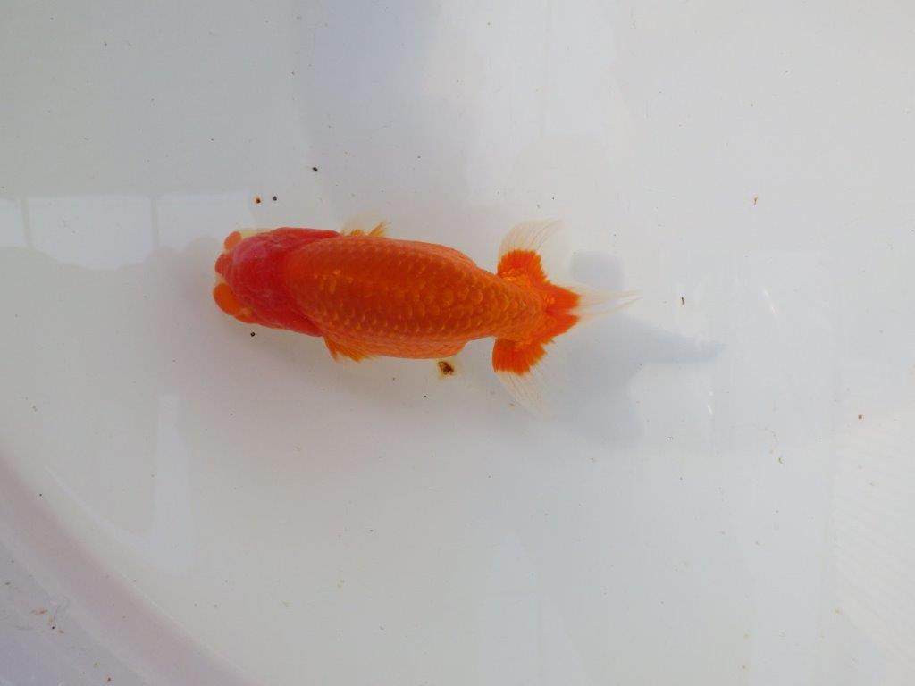 【 志摩紅鱗会所属ブリーダー様 当歳らんちゅう】目指せ品評大会! 約13㎝ オス?