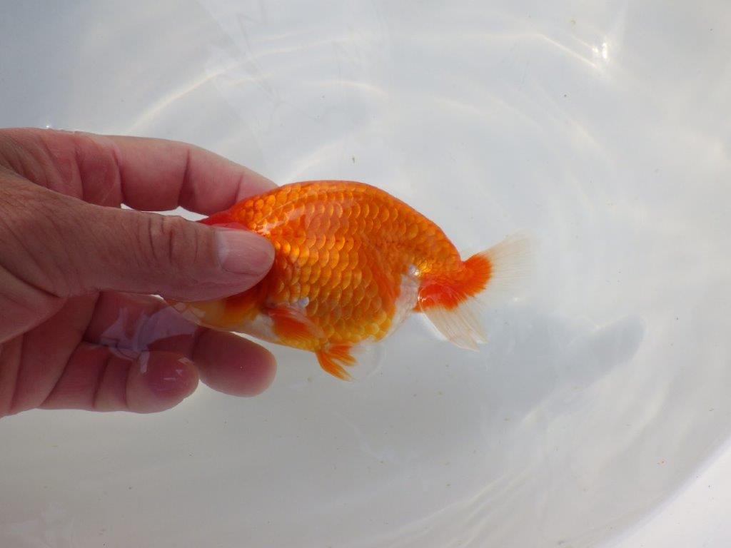 【 志摩紅鱗会所属ブリーダー様 当歳らんちゅう】目指せ品評大会! 約13㎝ オス?