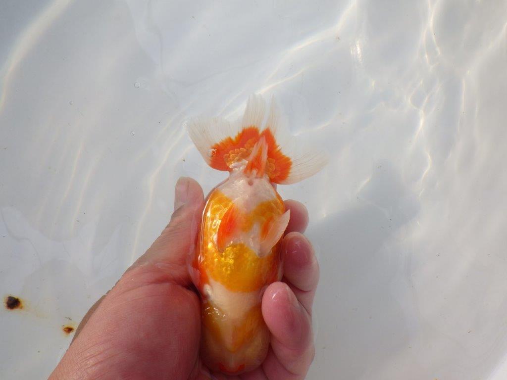 【 志摩紅鱗会所属ブリーダー様 当歳らんちゅう】目指せ品評大会! 約13㎝ オス?