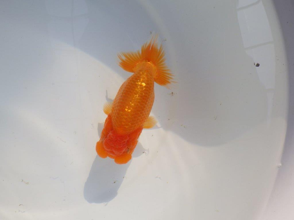 【 志摩紅鱗会所属ブリーダーN、K様 当歳らんちゅう】フンタン&太い胴つくり! 約14㎝