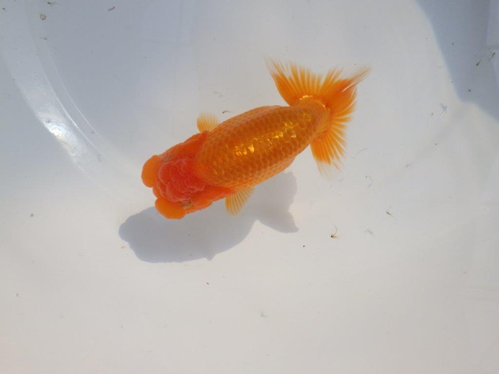 【 志摩紅鱗会所属ブリーダーN、K様 当歳らんちゅう】フンタン&太い胴つくり! 約14㎝