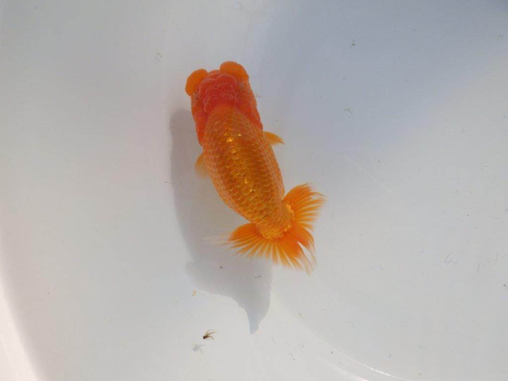 【 志摩紅鱗会所属ブリーダーN、K様 当歳らんちゅう】フンタン&太い胴つくり! 約14㎝