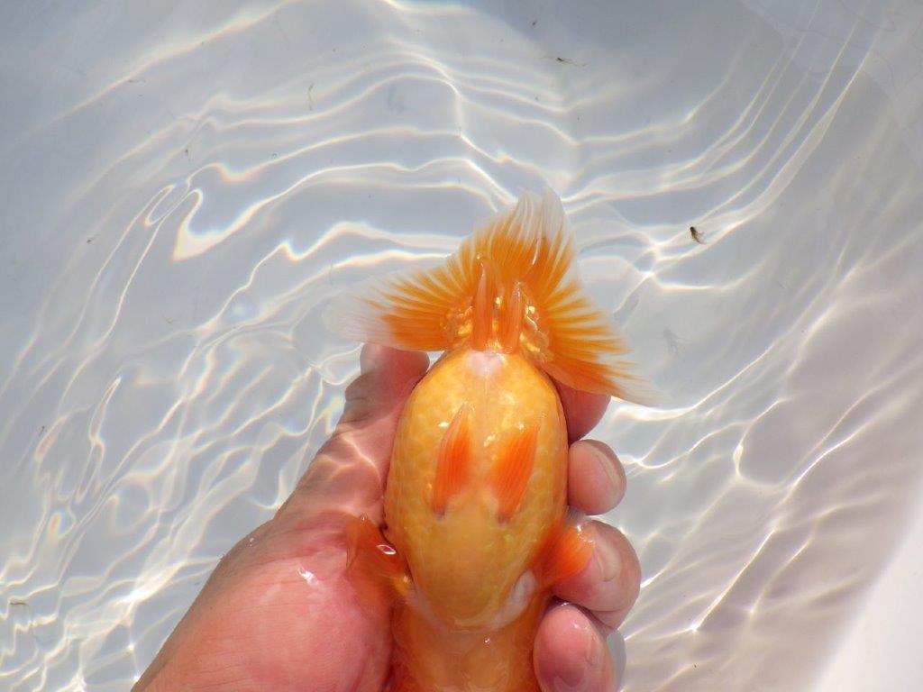 【 志摩紅鱗会所属ブリーダーN、K様 当歳らんちゅう】フンタン&太い胴つくり! 約14㎝