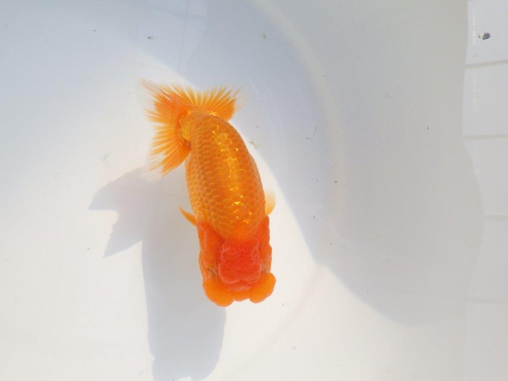 【 志摩紅鱗会所属ブリーダーN、K様 当歳らんちゅう】フンタン&太い胴つくり! 約14㎝