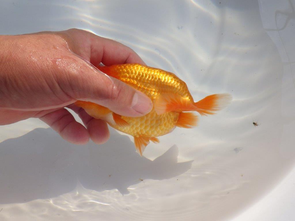 【 志摩紅鱗会所属ブリーダーN、K様 当歳らんちゅう】フンタン&太い胴つくり! 約14㎝