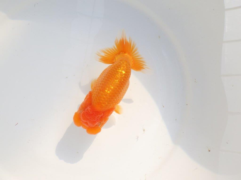 【 志摩紅鱗会所属ブリーダーN、K様 当歳らんちゅう】フンタン&太い胴つくり! 約14㎝