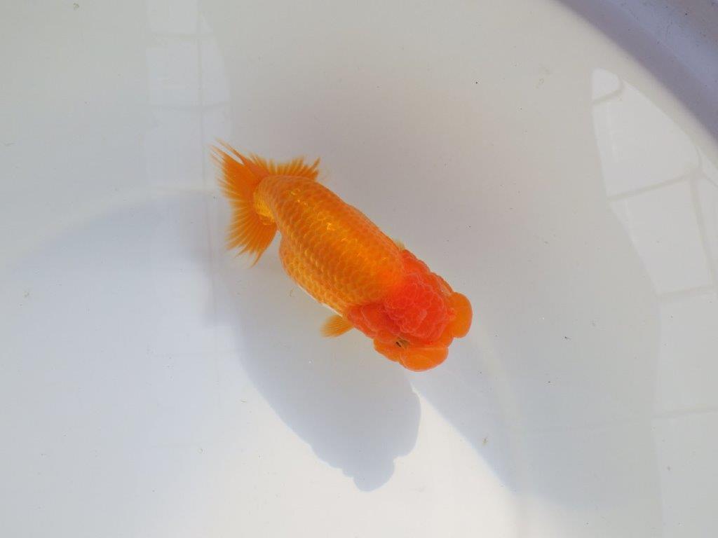 【 志摩紅鱗会所属ブリーダーN、K様 当歳らんちゅう】素晴らしい雰囲気! 約14,5㎝  メス?