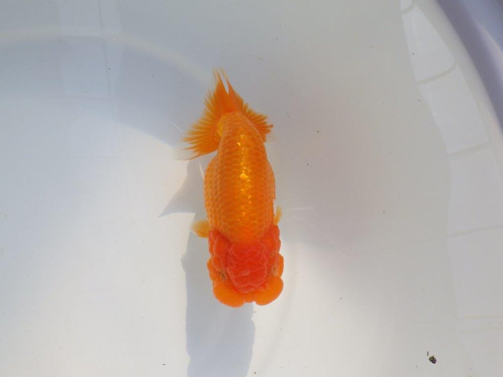 【 志摩紅鱗会所属ブリーダーN、K様 当歳らんちゅう】素晴らしい雰囲気! 約14,5㎝  メス?