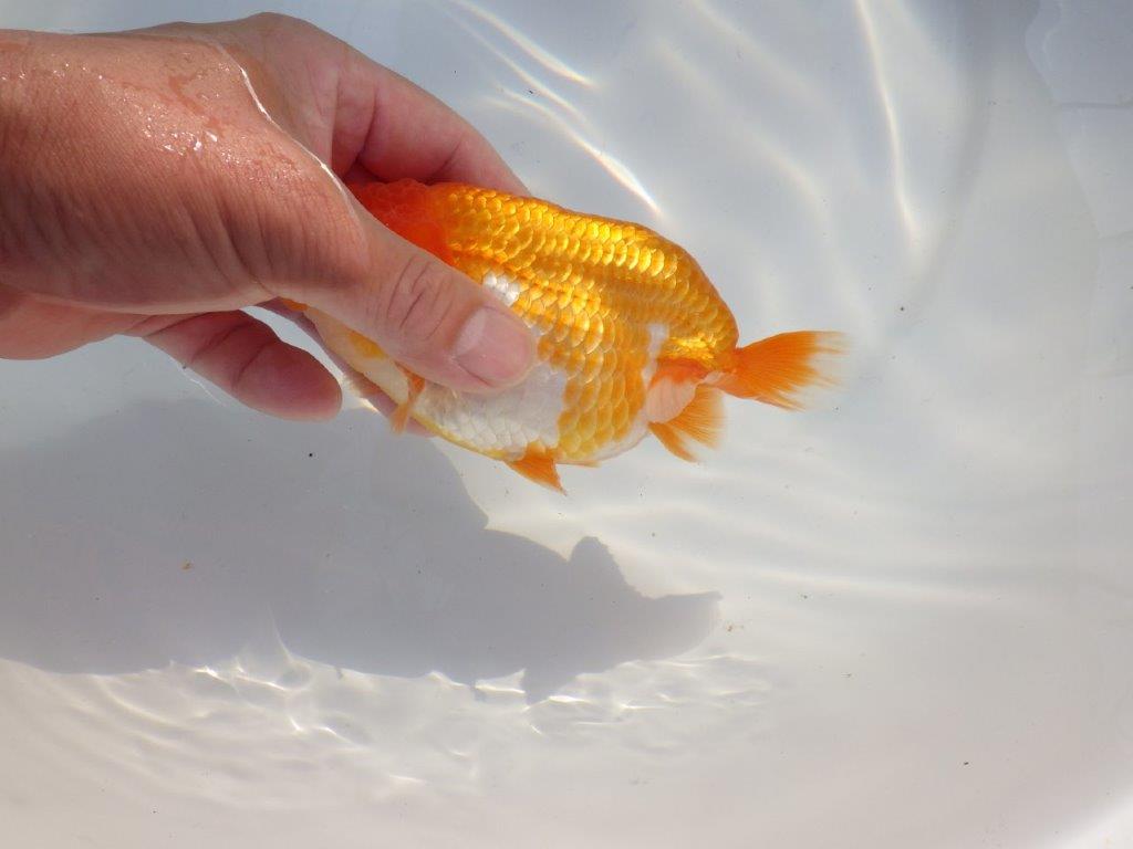 【 志摩紅鱗会所属ブリーダーN、K様 当歳らんちゅう】素晴らしい雰囲気! 約14,5㎝  メス?